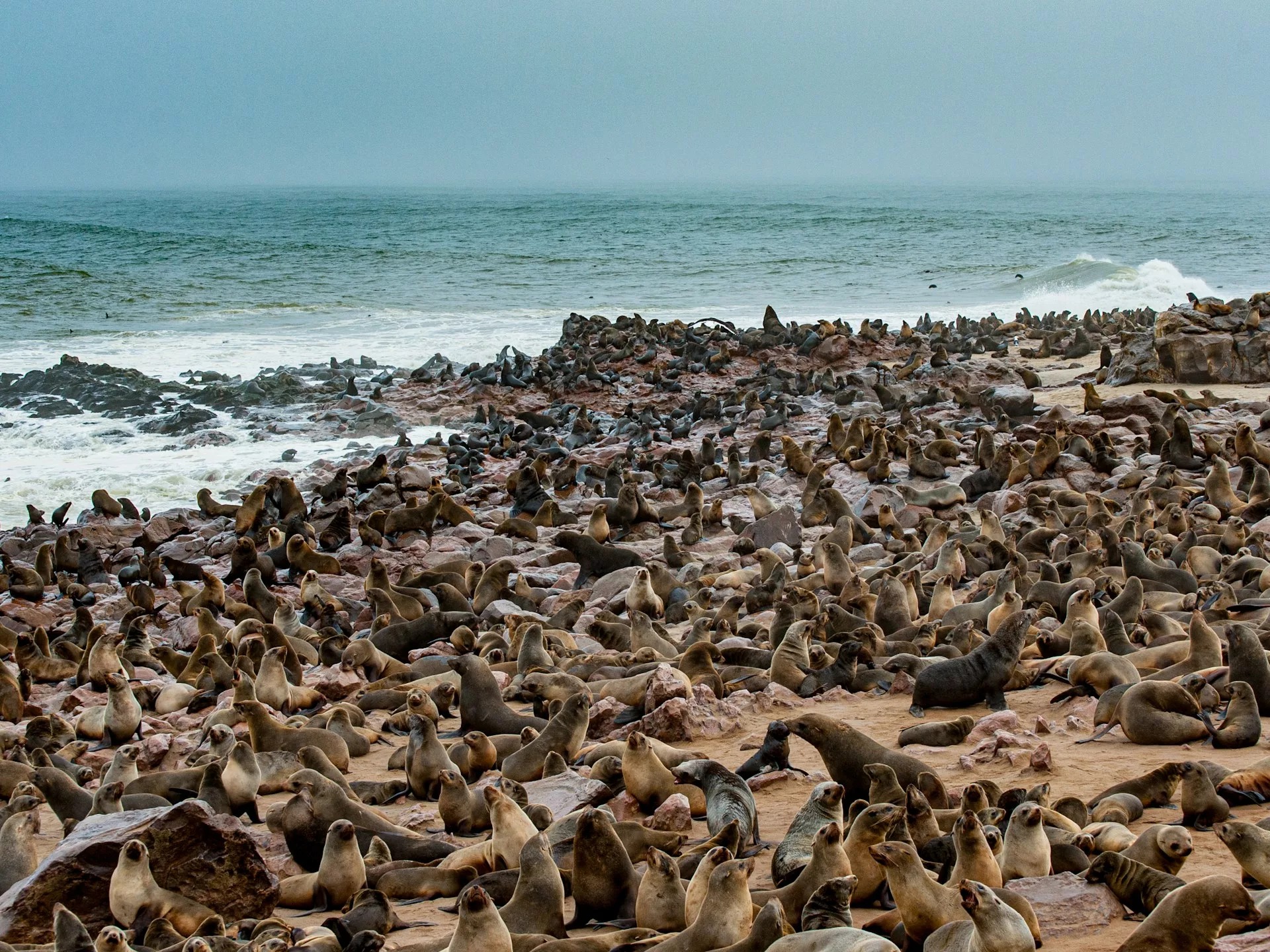 资料图：纳米比亚海岸的海豹群。 / katsuma tanaka / Unsplash