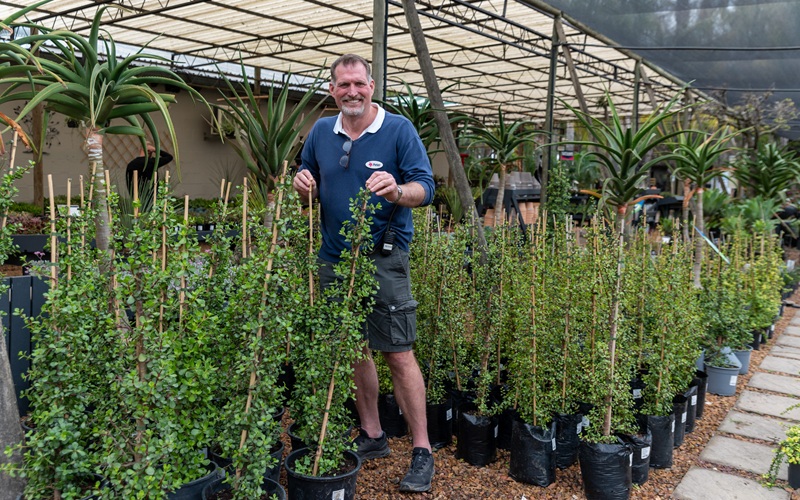 Cape Garden Centre首席执行官兼共同所有者Peter van Niekerk鼓励居民在规划花园时考虑马齿苋树（Portulaca ...