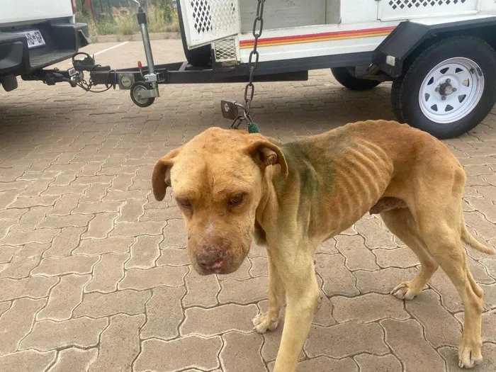 NSPCA在北开普省Britstown调查中发现的消瘦、受伤并被拴住的犬只。 / NSCPA