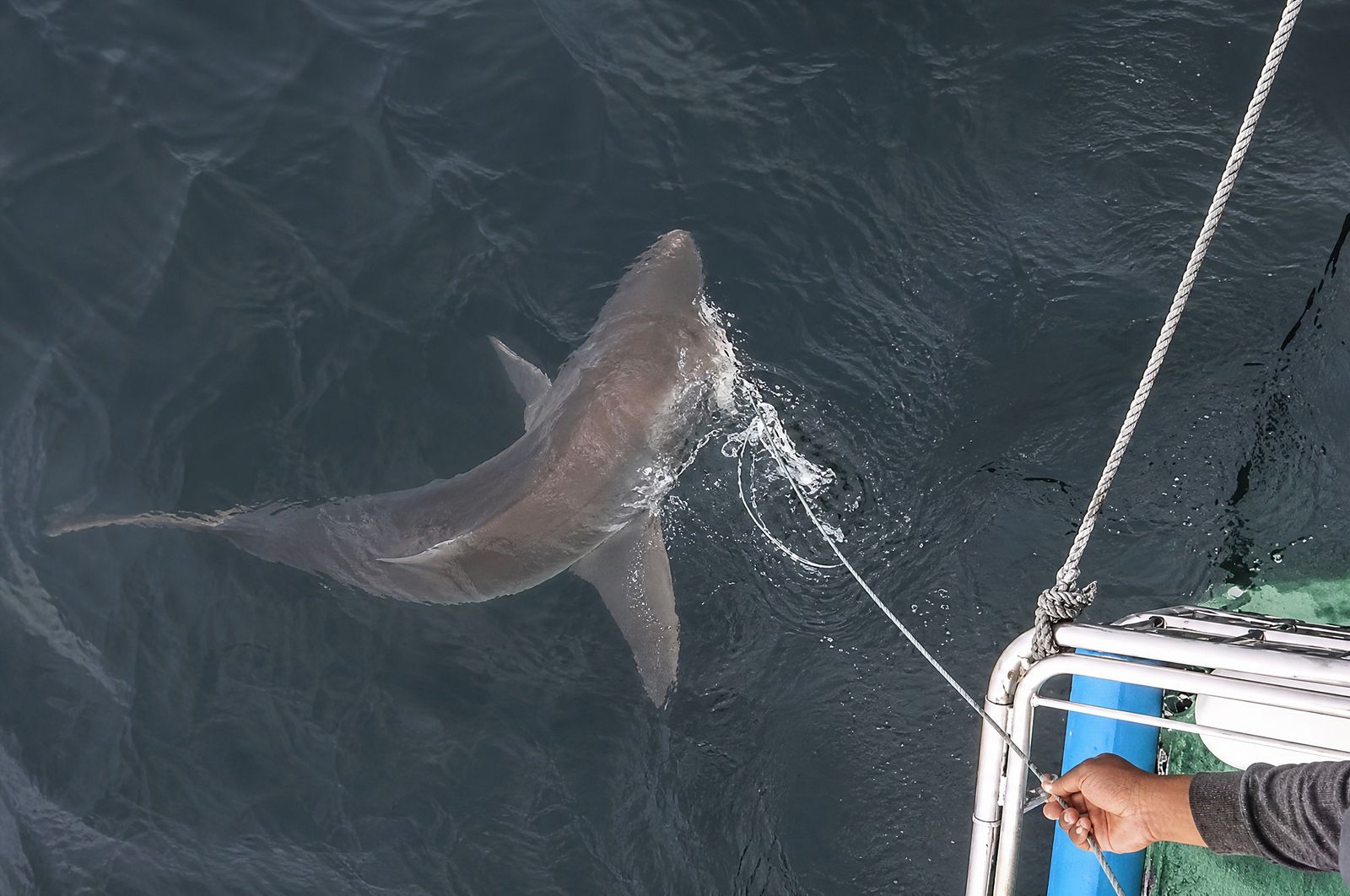 2026年9月23日，在African Shark Eco-Tours船上拍到的福尔斯湾大白鲨。原文将这次发现称为近八年来的再次记 ...