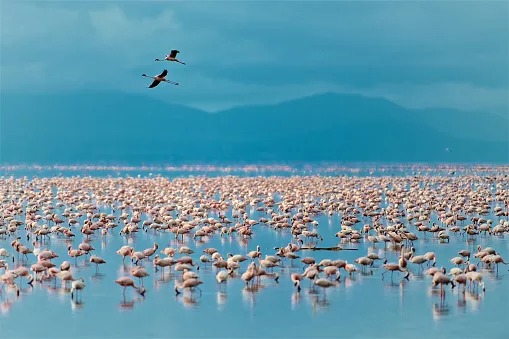 坦桑尼亚曼亚拉湖的火烈鸟。 / tonyzhao120/iStock
