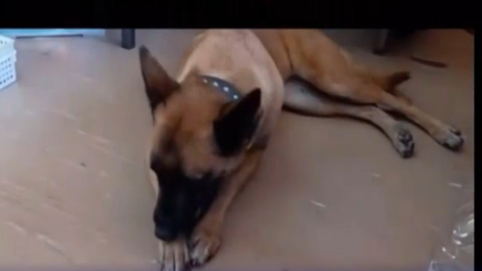 警犬Sky资料照片。