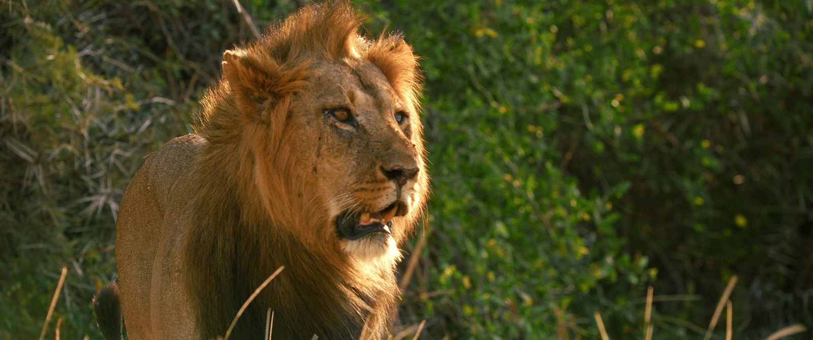 桑布鲁居民世代与狮子共处。Ewaso Lions与社区合作保护狮子，当地狮群数量逐渐回升。 / 美国国家地理学会Im ...