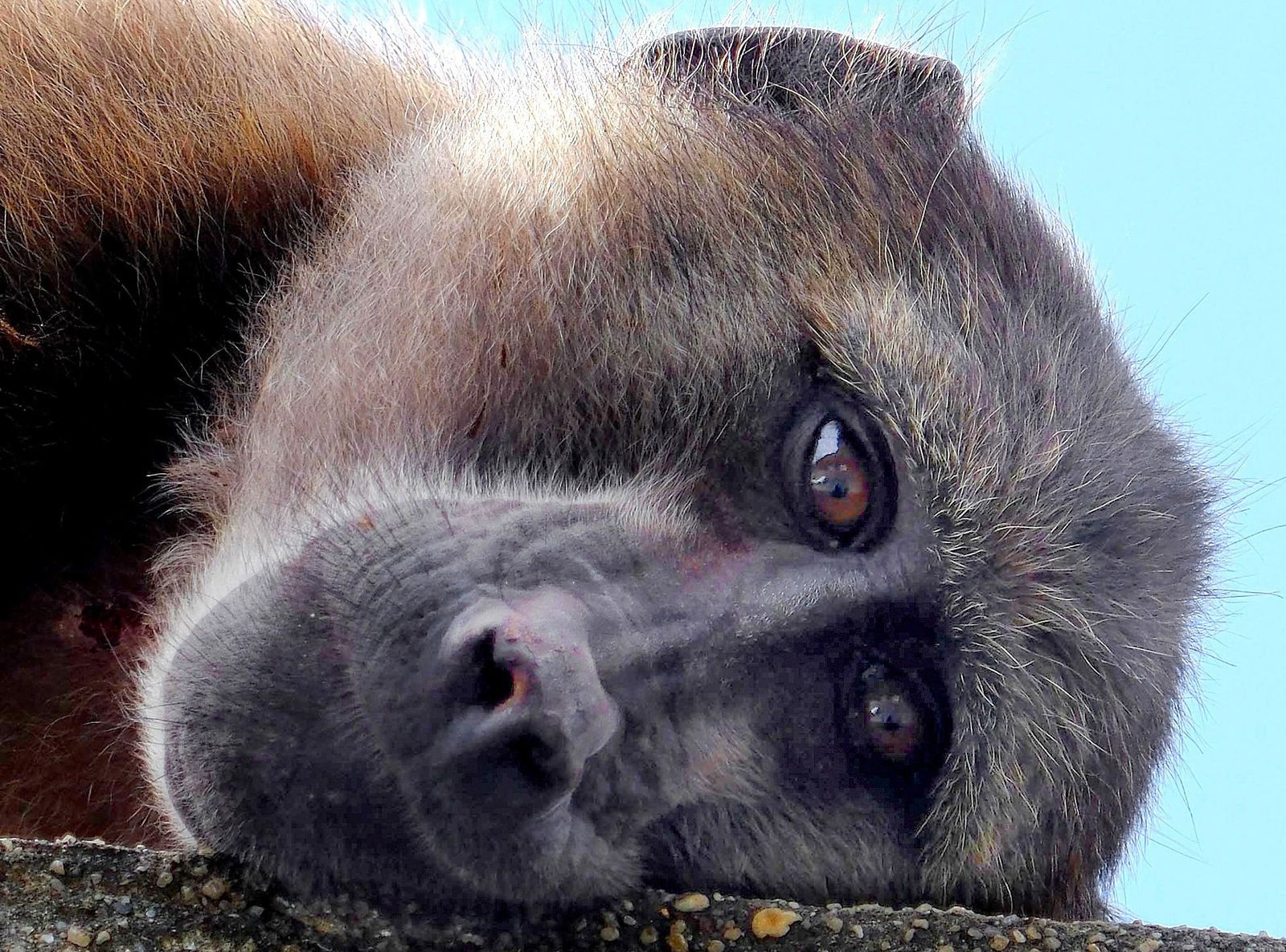 至少60只狒狒将被终身安置在开普敦城市狒狒中心。 / Don Pinnock / Daily Maverick