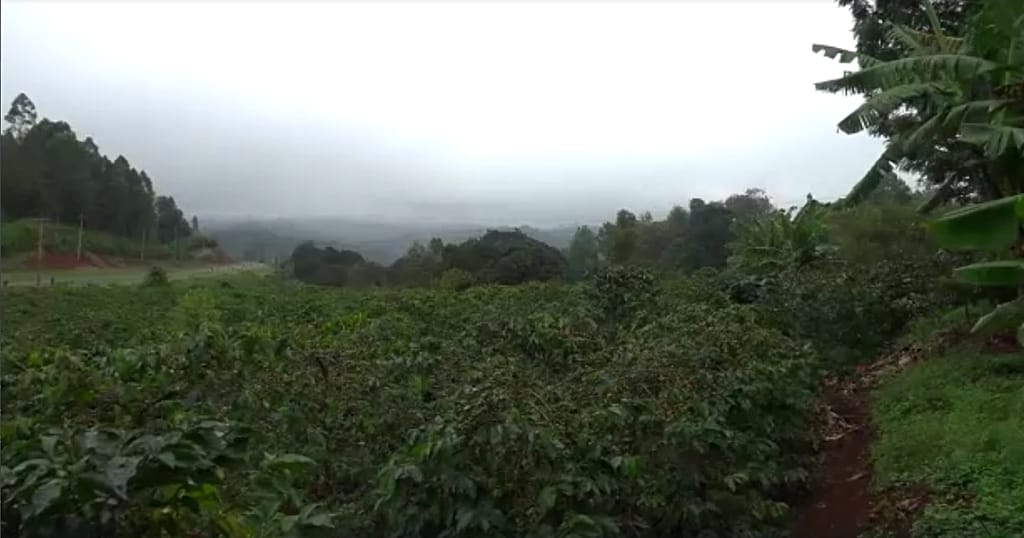肯尼亚涅里的一处咖啡农场，2026年8月8日。 / Africanews / Cleared