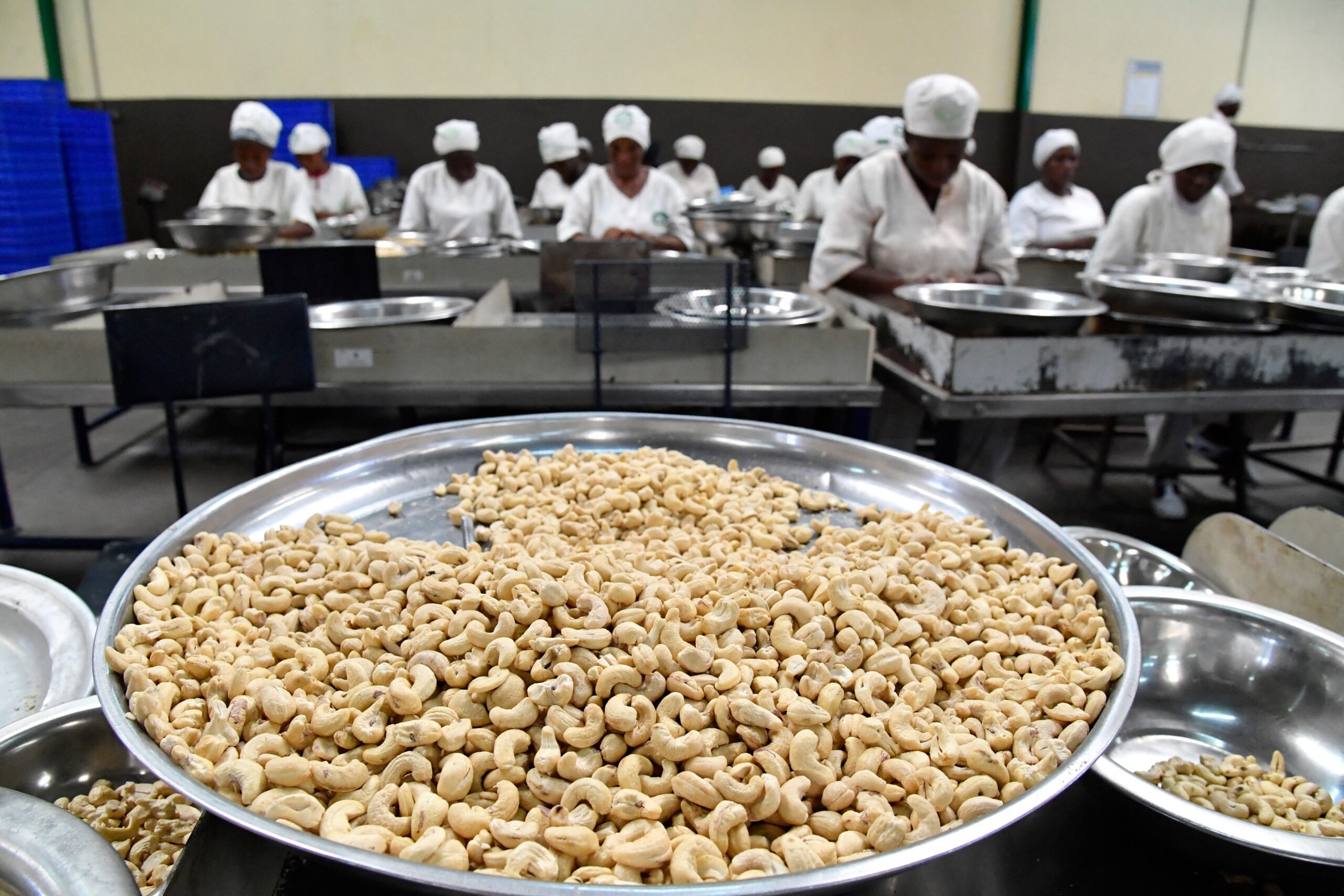 资料图：食品加工人员处理腰果。 / ISSOUF SANOGO / AFP