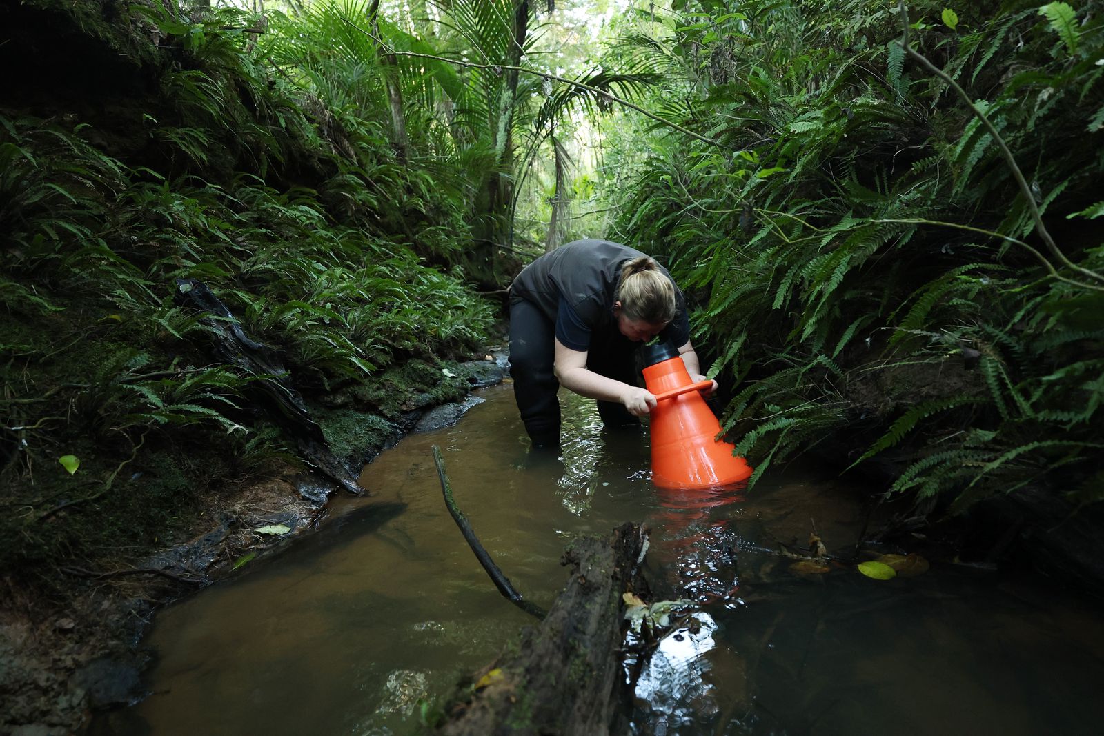 新西兰奥克兰Ahuroa的Arapārera河，Mountains to Sea Conservation Trust的Hana Aickin使用水下观察筒调查 ...