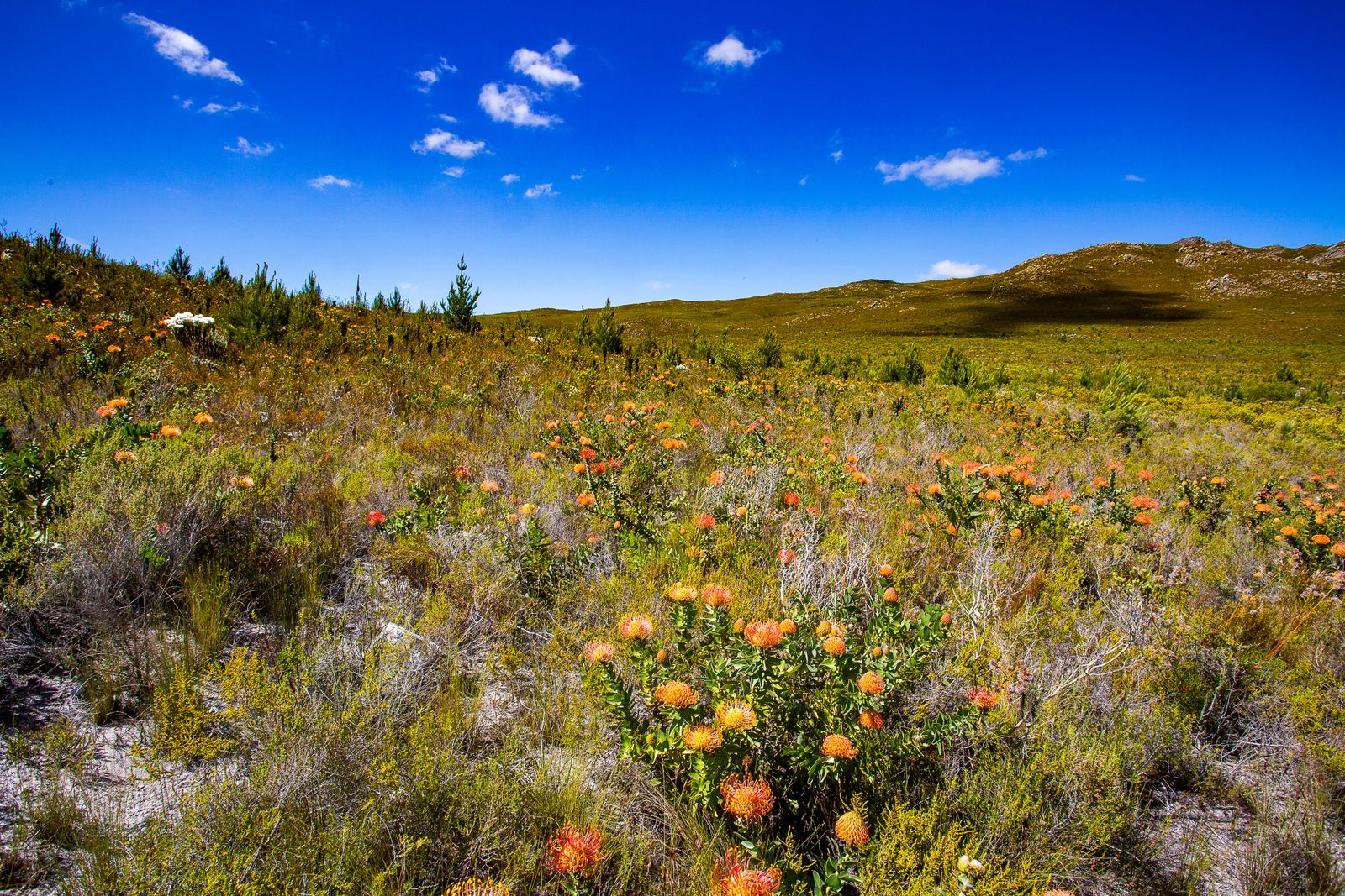 资料图：2020年11月1日，西开普省Overberg的针垫花（Leucospermum cordifolium）。 / Gallo Images / Jacqu ...